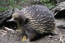 Bất ngờ loài thú có hệ gene giống người đến 99%