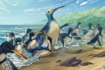 "Quái vật chim cánh cụt” to gấp đôi con người xuất hiện ở châu Úc