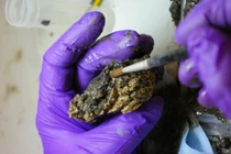 View -  Phát hiện bộ não cổ đại nguyên vẹn sau hơn 4.000 năm chôn vùi | Báo Tri thức và Cuộc sống - TIN TỨC PHỔ BIẾN KIẾN THỨC 24H