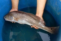 Loài cá quý hơn vàng ở Việt Nam, ngư dân bắt được là đổi đời