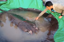 Tận mục cá đuối khổng lồ 300 kg dân vừa bắt được trên sông Mekong