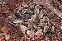 Chuột cống điên cuồng cắn trả loài rắn độc bậc nhất Bắc Mỹ