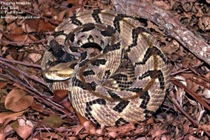 Chuột cống điên cuồng cắn trả loài rắn độc bậc nhất Bắc Mỹ