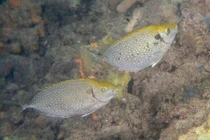 View - Bất ngờ loại cá "tốt hơn cá hồi", bán đầy chợ mạng | Báo Tri thức và Cuộc sống - TIN TỨC PHỔ BIẾN KIẾN THỨC 24H