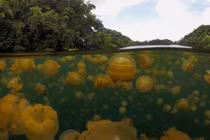 Hồ nước nổi tiếng chứa đầy khí độc, sứa nổi kín mặt nước