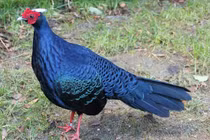 Gà lôi lam mào trắng quý hiếm sao Việt Nam bảo tồn gấp?