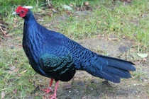 Gà lôi lam mào trắng quý hiếm sao Việt Nam bảo tồn gấp?