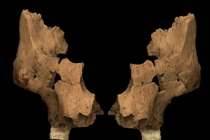 View - Chuyên gia tuyên bố người Neanderthal 'chưa thực sự tuyệt chủng' | Báo Tri thức và Cuộc sống - TIN TỨC PHỔ BIẾN KIẾN THỨC 24H