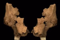 Tìm thấy loài người mới chưa từng biết đến, chuyên gia sững sờ