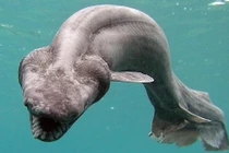 5 loài cá mập trông "dị hợm" nhất Trái đất... rùng mình số 2 