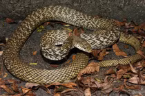 Kinh hãi loài rắn thích ăn thịt đồng loại: Việt Nam có đầy? 