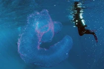 Đang lặn, rùng mình phát hiện “quái vật biển” phát sáng ma mị