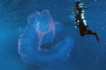 Đang lặn, rùng mình phát hiện “quái vật biển” phát sáng ma mị