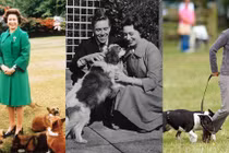 Hoàng gia Anh sủng thú cưng thế nào?