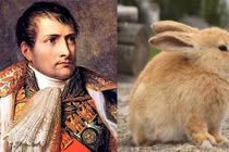 Bách chiến bách thắng, vì sao Napoleon "thảm bại" trước một đàn thỏ? 