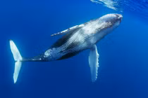 Cá voi lưng gù suýt làm lật thuyền ở Mexico: Là loài nguy hiểm?