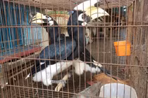 Bắt được chim cao cát quý hiếm, dân giao ngay cho kiểm lâm TP.HCM