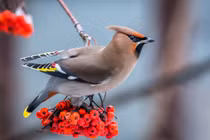 Top 5 loài động vật lạ lùng nhất Trái đất, xếp vào hàng "tiên tửu"