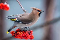 Top 5 loài động vật lạ lùng nhất Trái đất, xếp vào hàng "tiên tửu"