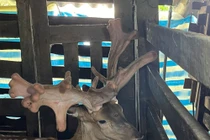 View - Hươu nai kỳ dị nhất Trái Đất, có răng nanh, sừng khổng lồ | Báo Tri thức và Cuộc sống - TIN TỨC PHỔ BIẾN KIẾN THỨC 24H