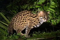 Tái thả 169 động vật hoang dã: 2 loài cực nguy cấp!