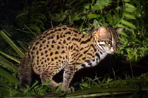 Tái thả 169 động vật hoang dã: 2 loài cực nguy cấp!