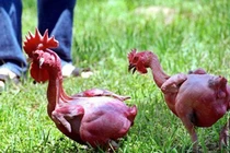 Gà lai tạo độc nhất, toàn thân da đỏ au 