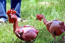 Gà lai tạo độc nhất, toàn thân da đỏ au 