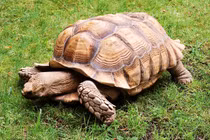 Chuyên gia phát hiện rắn và rùa sống thọ nhờ "bảo vật trời ban"