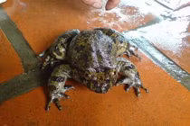 Loài ếch quý hiếm ở Việt Nam, có tiền cũng khó mua được