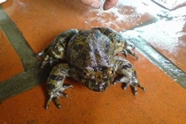 Loài ếch quý hiếm ở Việt Nam, có tiền cũng khó mua được