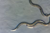 Giật mình 'quái vật' miễn nhiễm phóng xạ ở 'cấm địa' Chernobyl