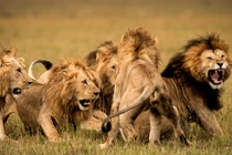 Quái thú giết hại 1.500 người do phù thủy sai khiến? 