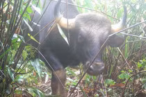 Gấu ngựa, bò tót quý hiếm được ghi nhận ở Kon Tum