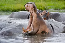 Quái thú hung dữ nghi giết chết pharaoh Ai Cập đáng sợ ra sao?