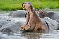 Quái thú hung dữ nghi giết chết pharaoh Ai Cập đáng sợ ra sao?