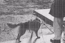 Thí nghiệm rùng rợn kiểm soát loài chó của CIA những năm 1960