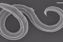 “Quái vật” hồi sinh sau 46.000 năm đóng băng, chuyên gia kinh ngạc 