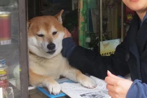 Chú chó bán tạp hóa nổi tiếng khắp Châu Á vì quá chiều khách