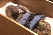 Chấn động lời giải về “xác ướp người cá” bí ẩn nhất Nhật Bản