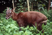 Giải mã hành trình không tưởng tìm thấy loài “Kỳ lân châu Á” Sao la