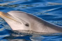 Phát hiện hiếm gặp cá heo mũi chai nói chuyện một mình