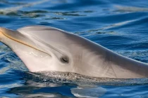 Phát hiện hiếm gặp cá heo mũi chai nói chuyện một mình