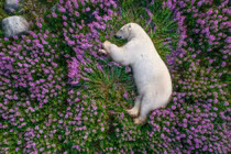 Đẹp mê những bức ảnh động vật hoang dã ấn tượng nhất thế giới