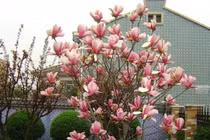 Cách trồng hoa mộc lan để chiêu tài hút lộc