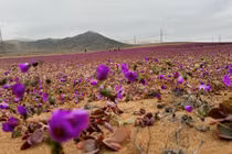 Hoa nở bất thường ở sa mạc Atacama 
