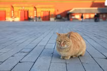 Bật mí thú vị “đội bảo vệ” khoảng 200 con mèo ở Tử Cấm Thành