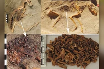 Phát hiện nghĩa trang động vật lâu đời nhất Ai Cập cổ đại