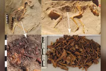 Phát hiện nghĩa trang động vật lâu đời nhất Ai Cập cổ đại