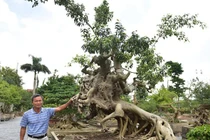 Cây sanh cổ “Thánh Gióng cưỡi ngựa” có thế cực kỳ hiếm